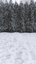 pine trees and snow