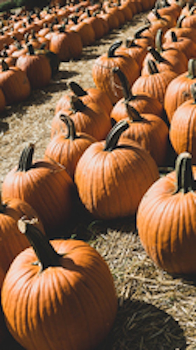 Clarksville TN Pumpkin Patch