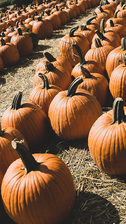 Clarksville TN Pumpkin Patch