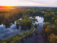 Michigan Forest