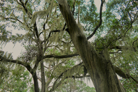 Southern Swamp Trees