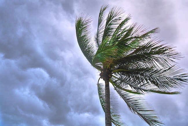 A palm tree blown by the wind with a stormy sky in the background