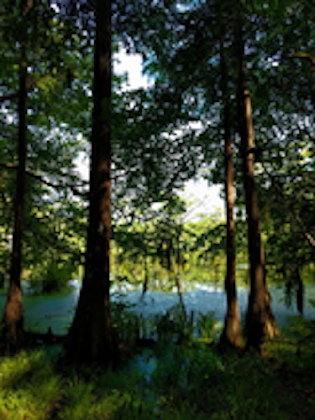 Virginia Forest