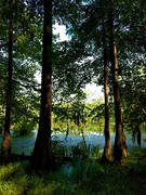 Virginia Forest