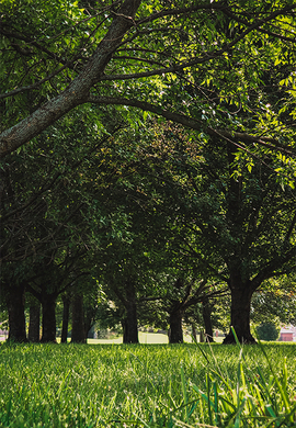 Kansas City Trees