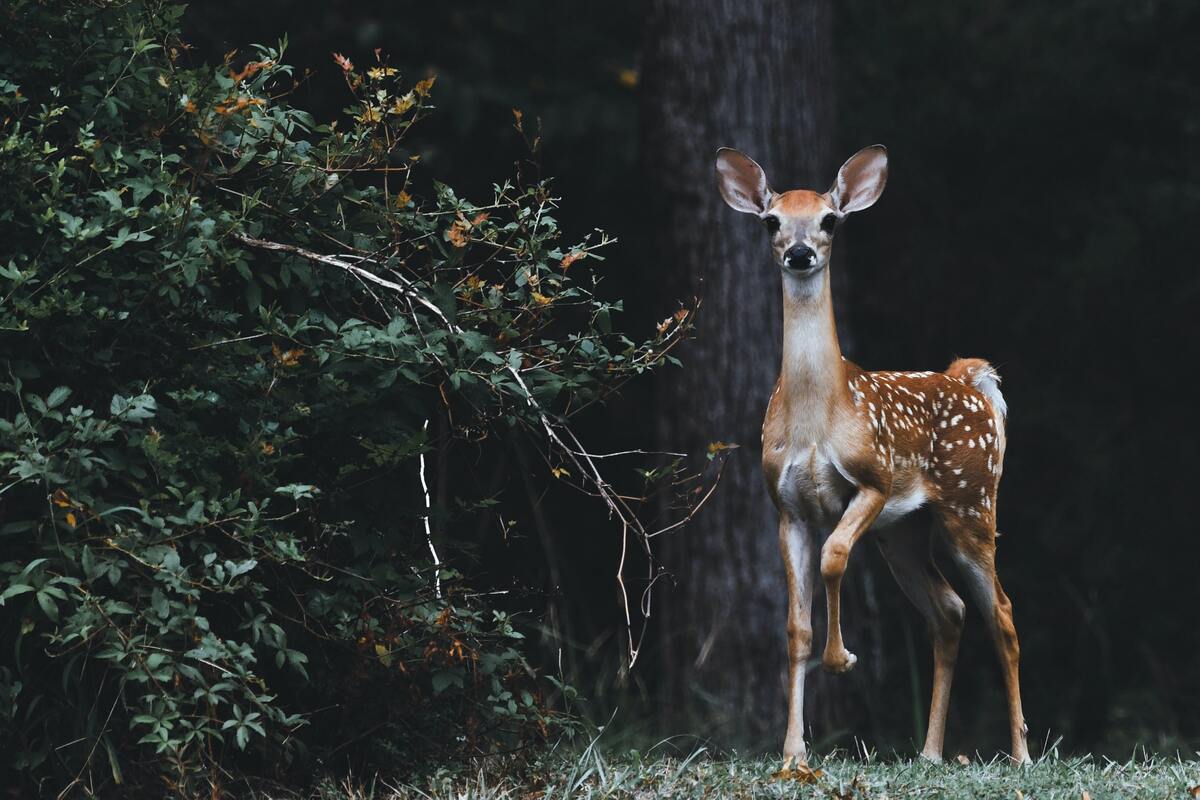 A Deer standing in front of a forest