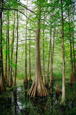 a forest of trees in a Louisiana swamp.
