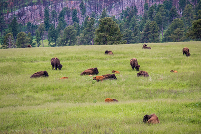 South Dakota prairie with a herd of buffalo