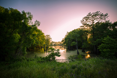 swamp at sunset in Mississippi.