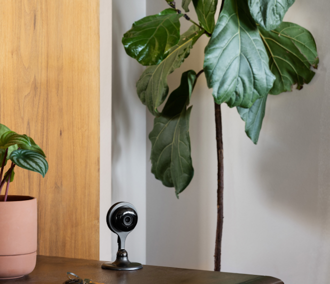 Cove indoor camera on desk near indoor plants