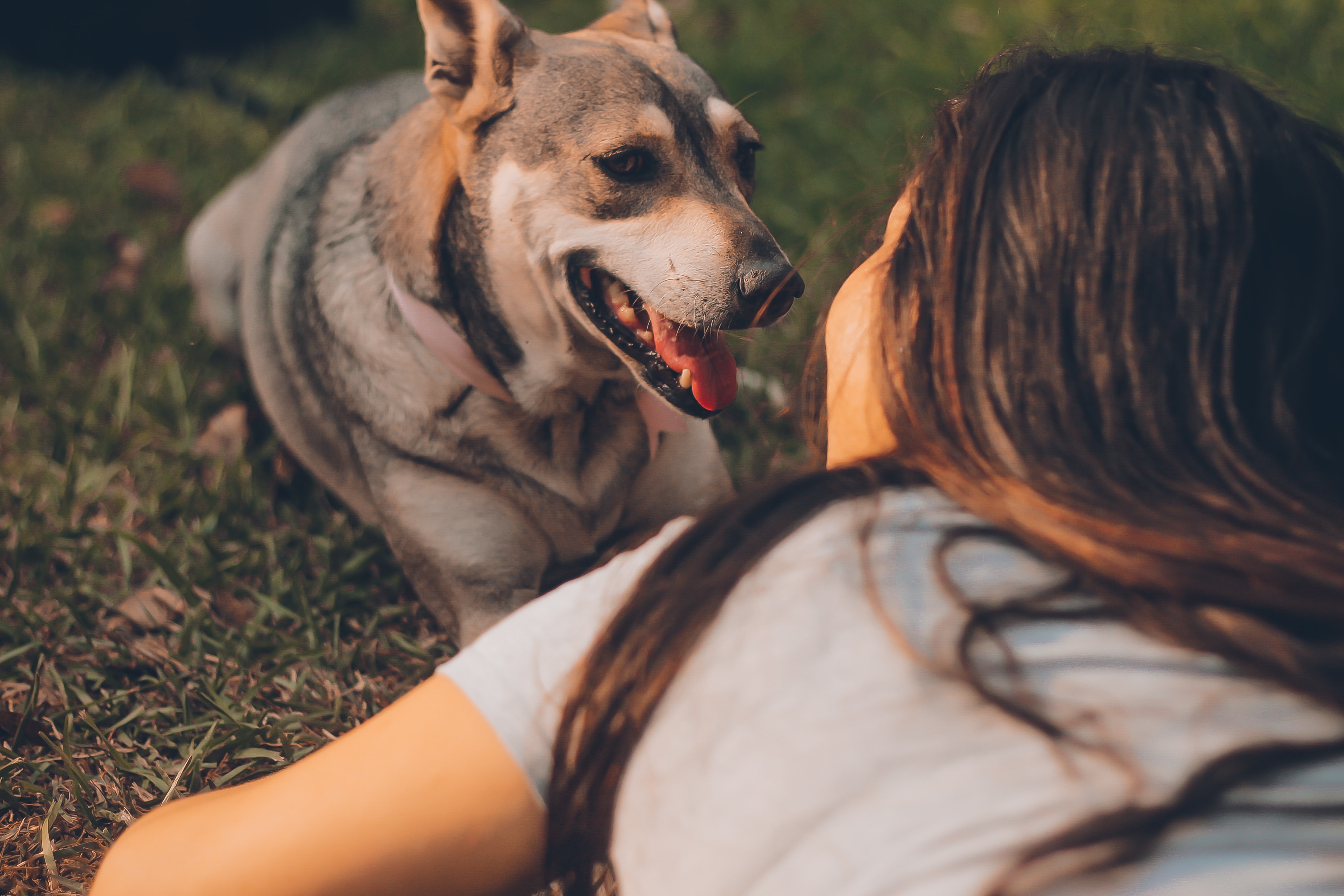 dog