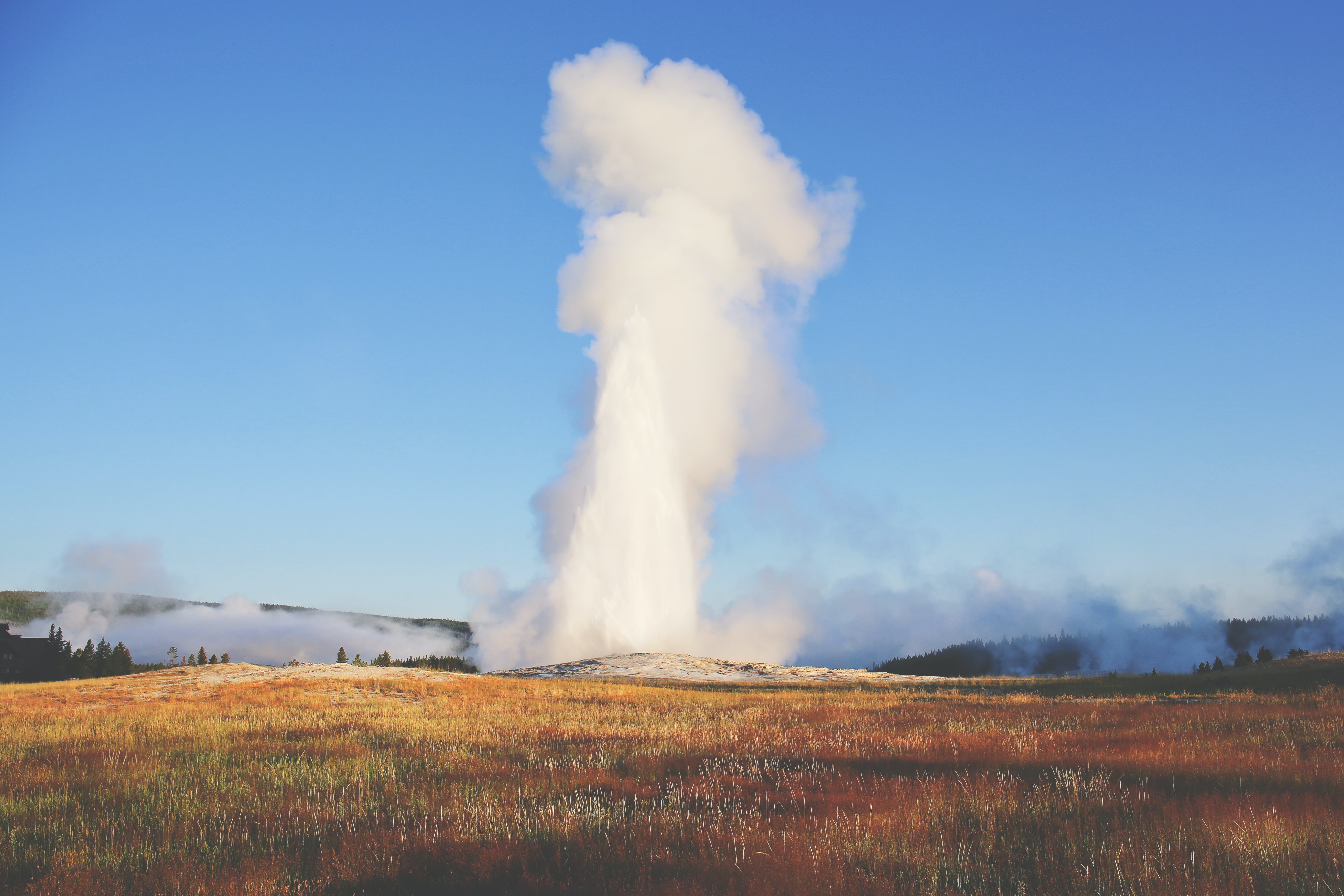 Old Faithful blowing at Yellowstone National Park.
