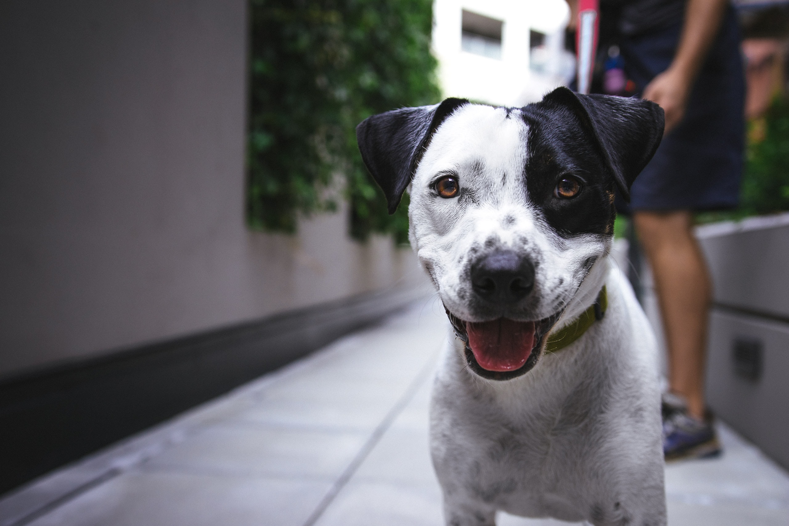 Black and white dog outside.
