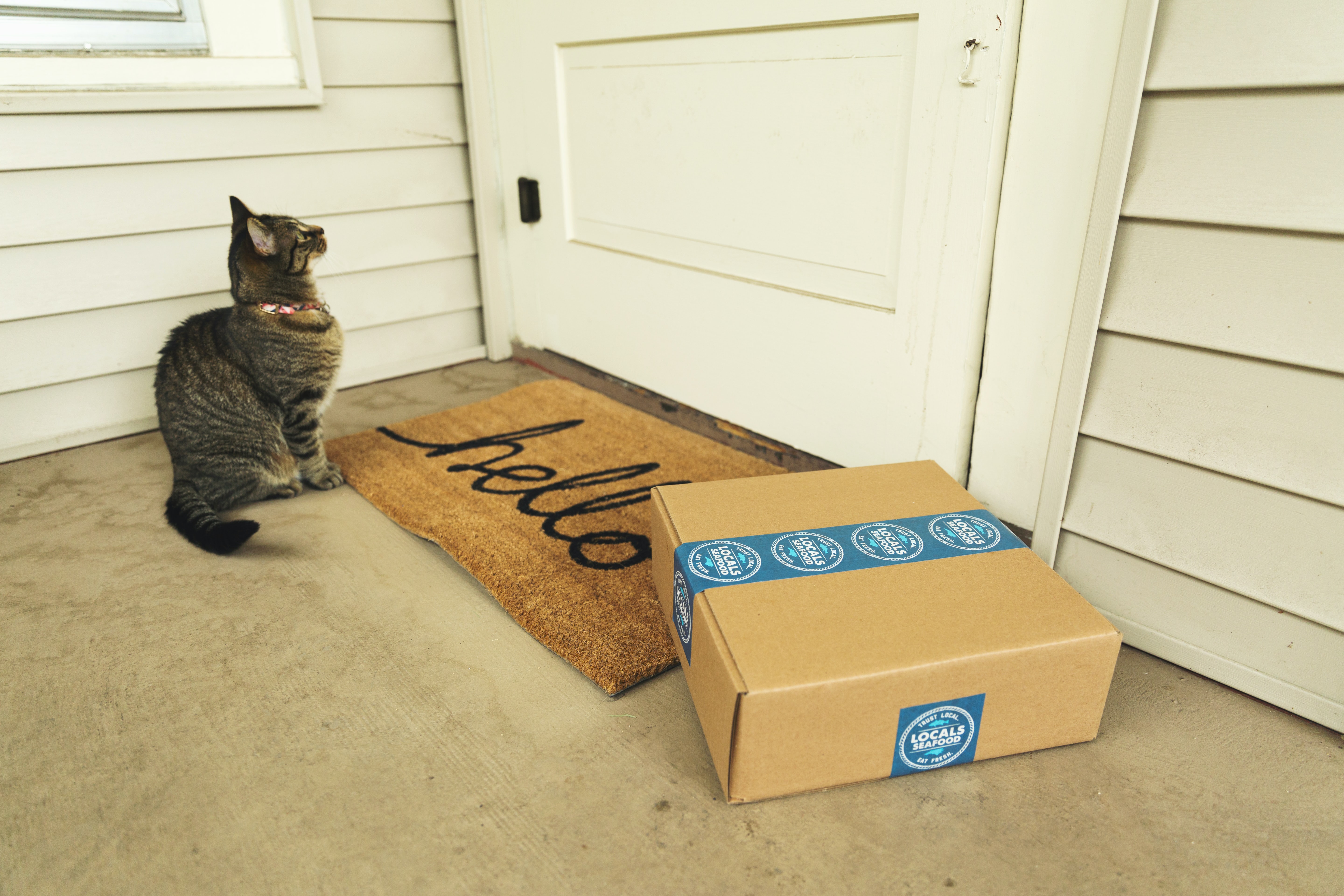 Kitty and package on a doorstep porch of a house.