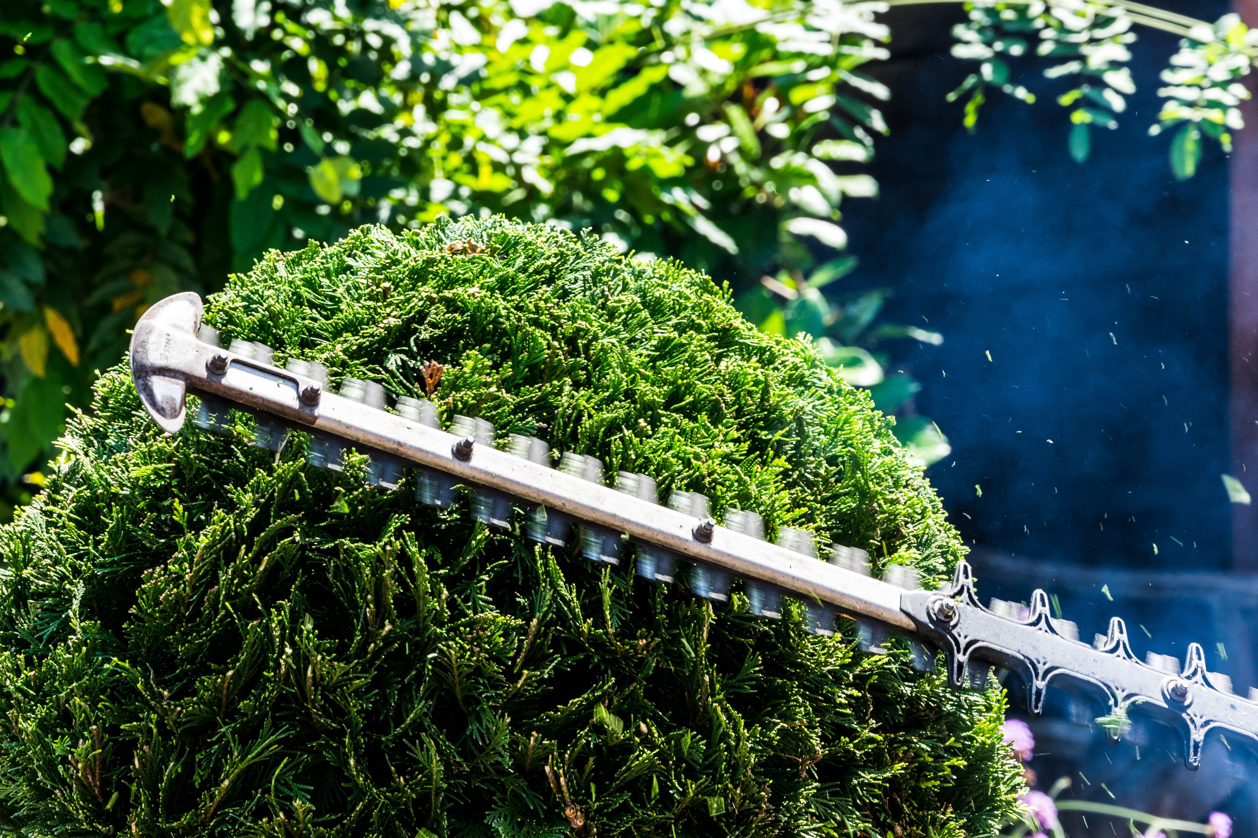 Trimming a bush in a home's yard with a hedge trimmer.