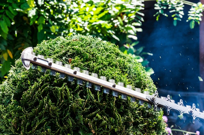 Trimming a bush in a home's yard with a hedge trimmer.