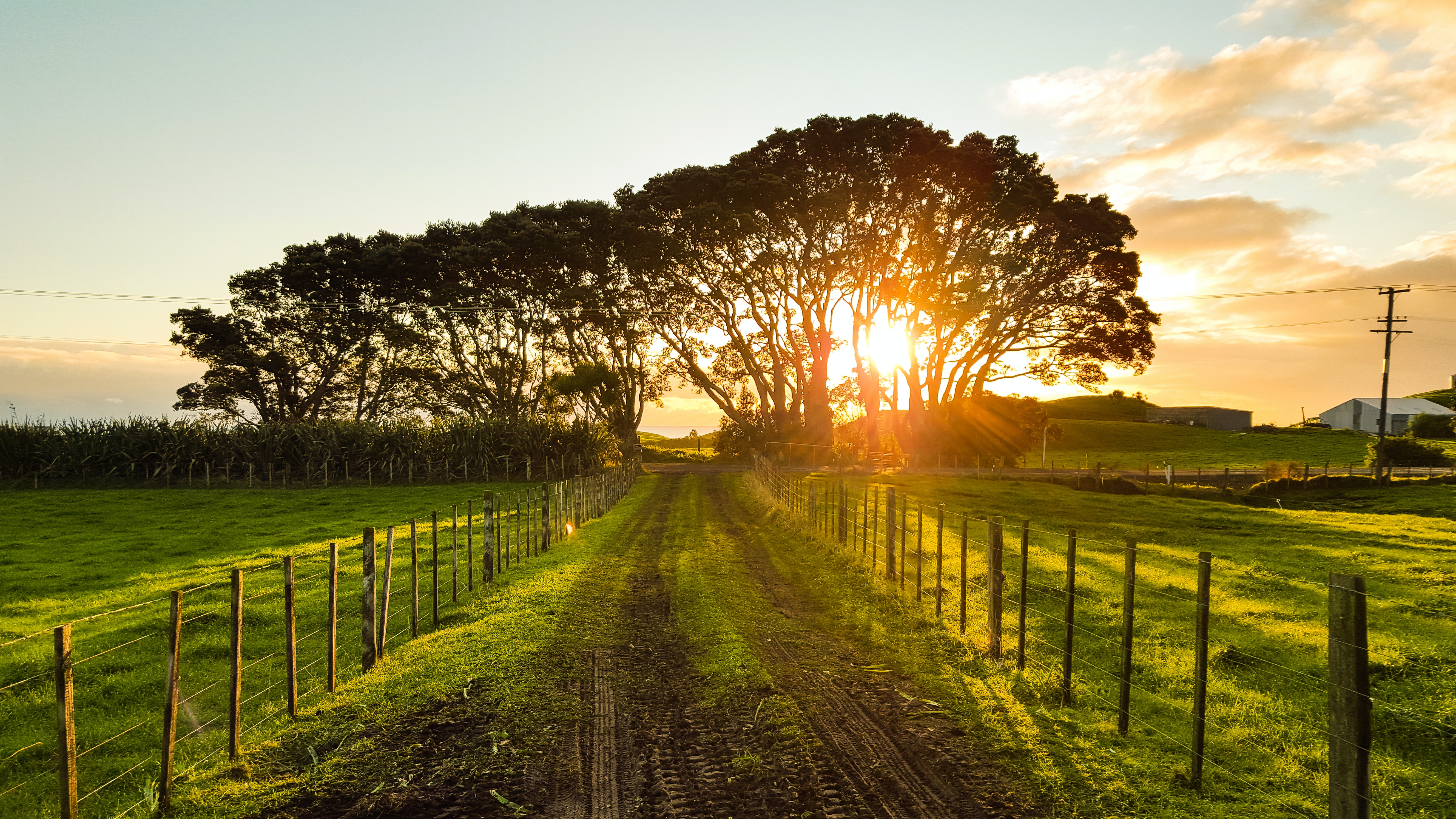 Long driveway leading to a house with trees and grass and a setting sun.