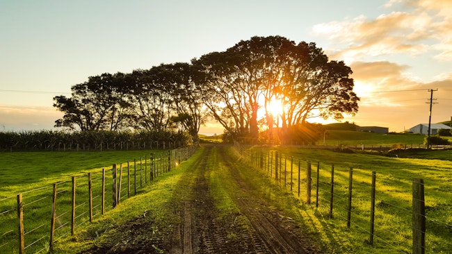 Long driveway leading to a house with trees and grass and a setting sun.