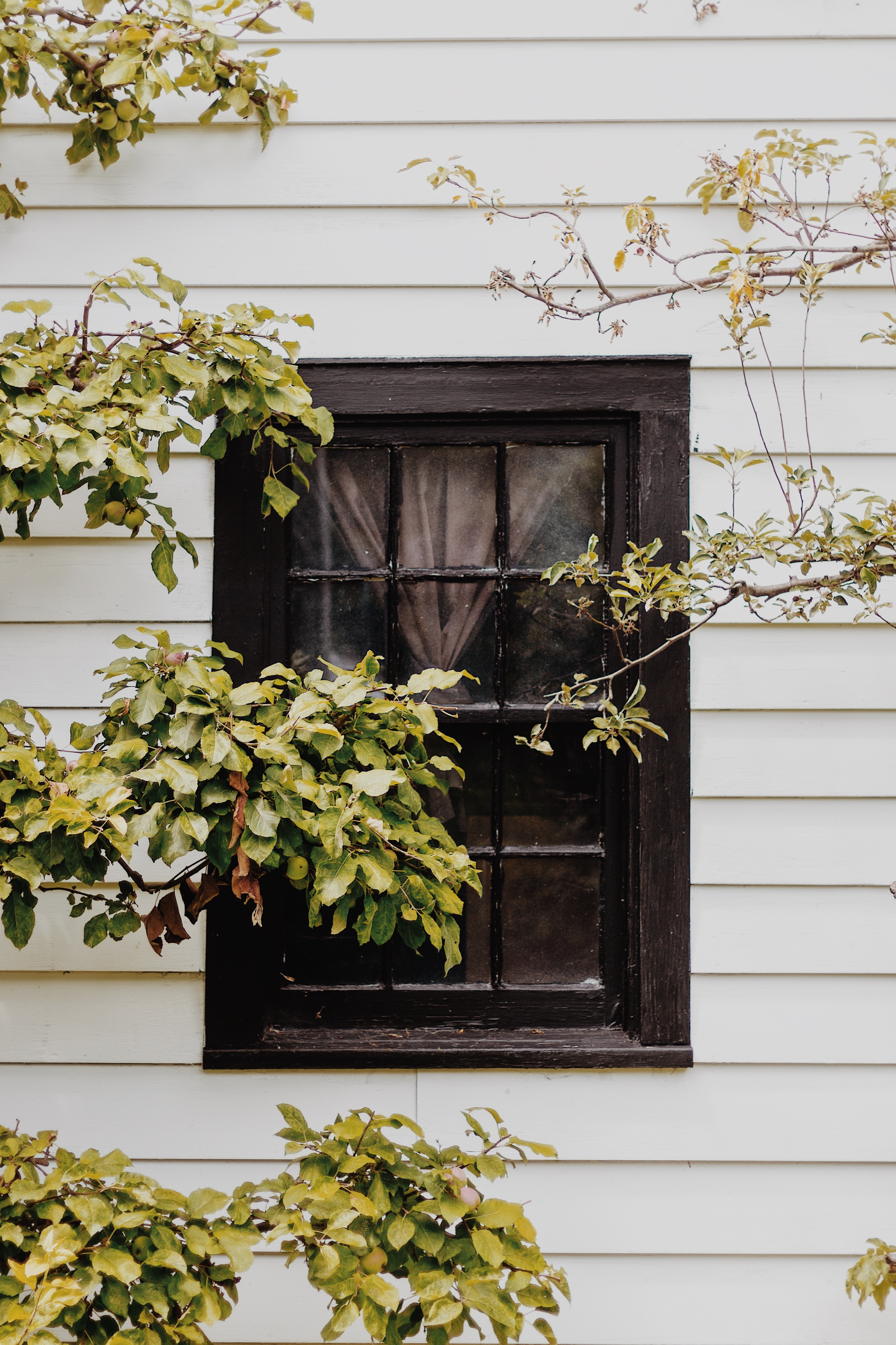 Black antique paned window on a white house behind tree branches.