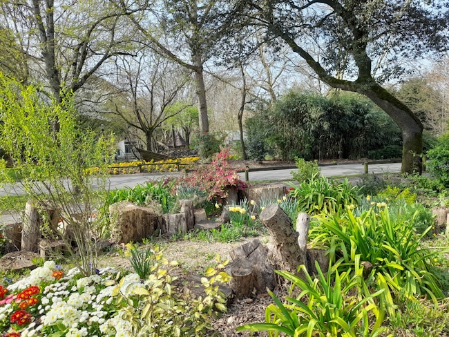 Front yard with flowers, trees, tree stumps, grass.