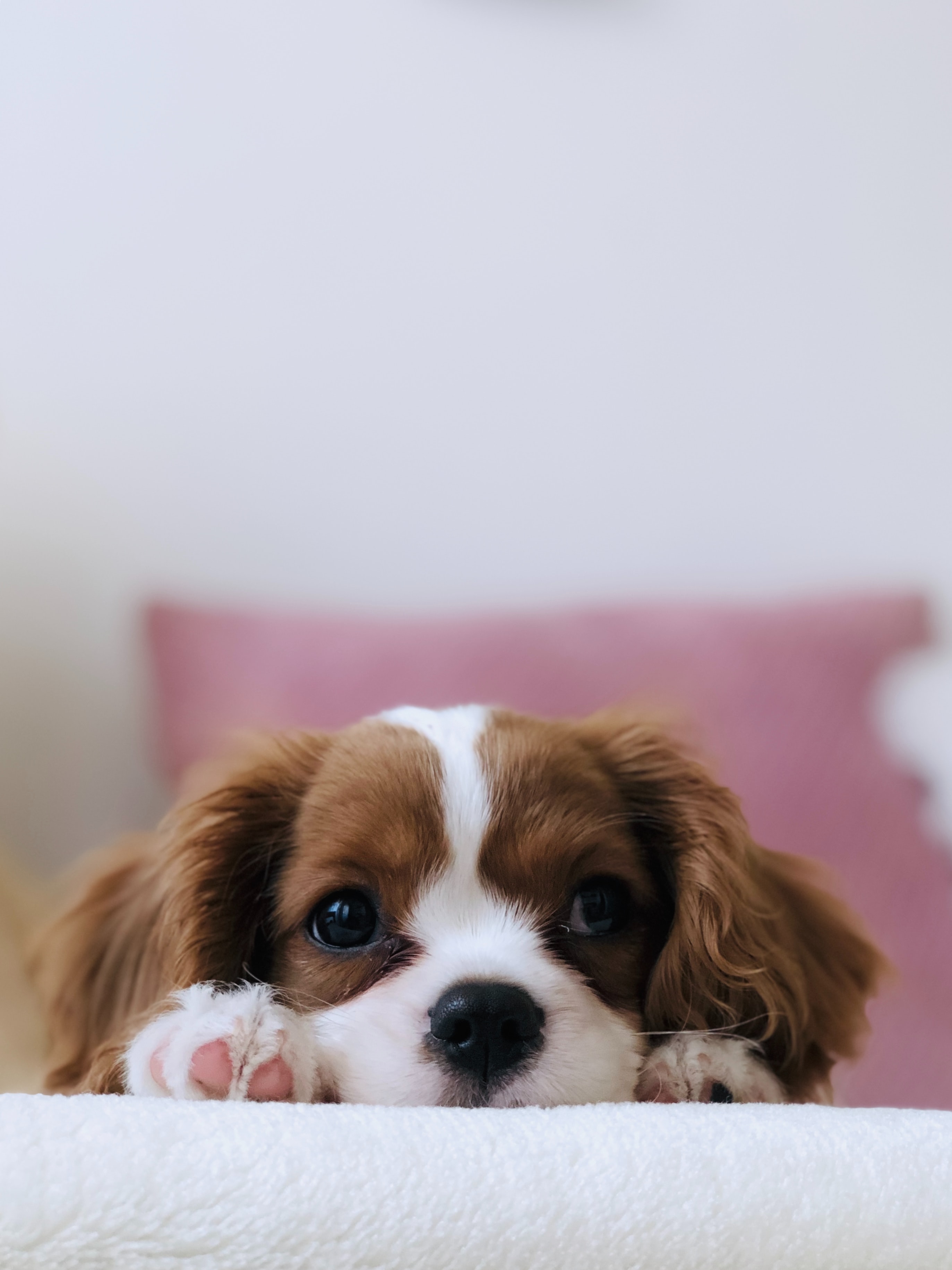 A cut puppy dog peeking up over a white couch.