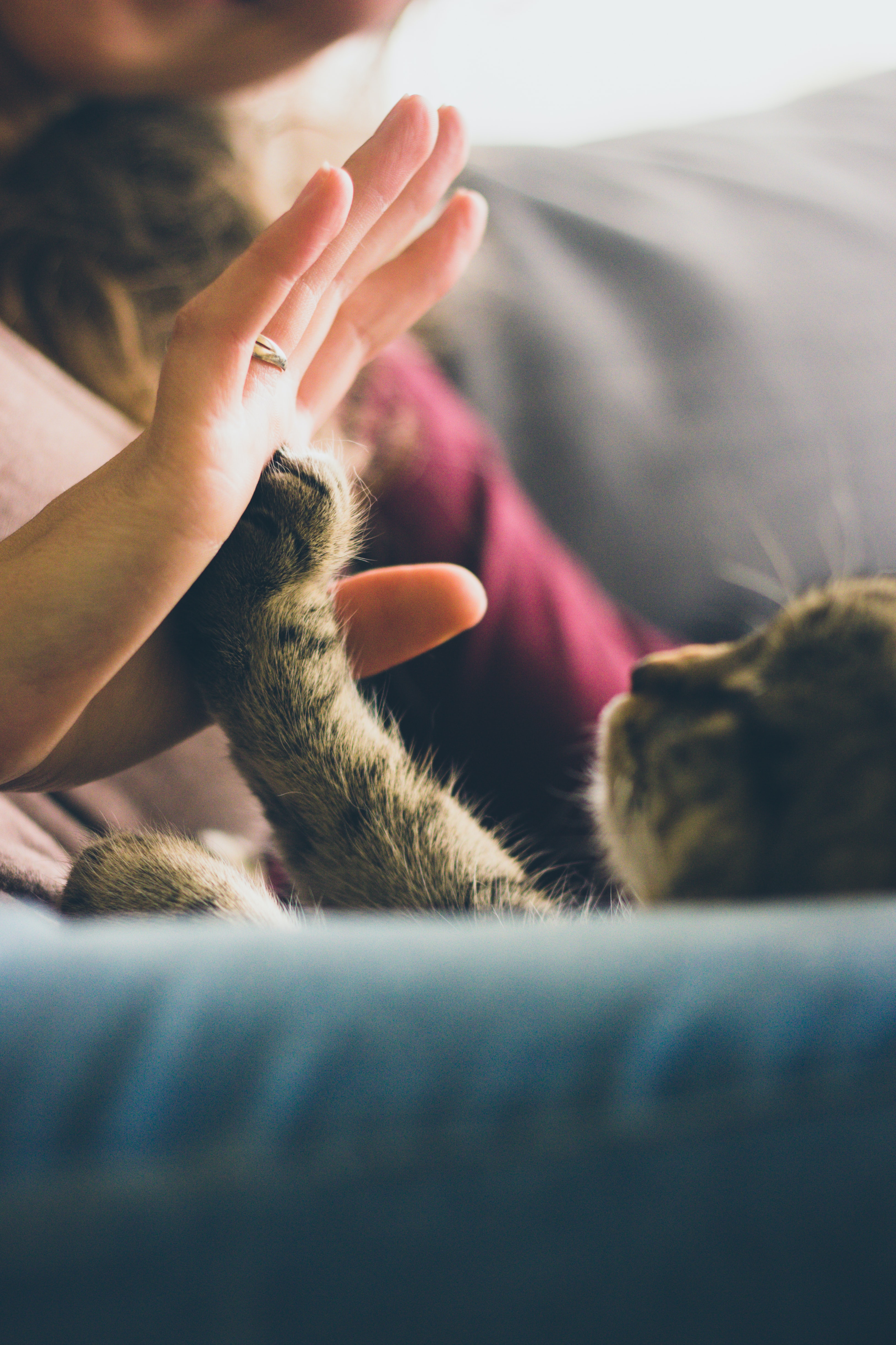 A pet owner high fiving her cat.