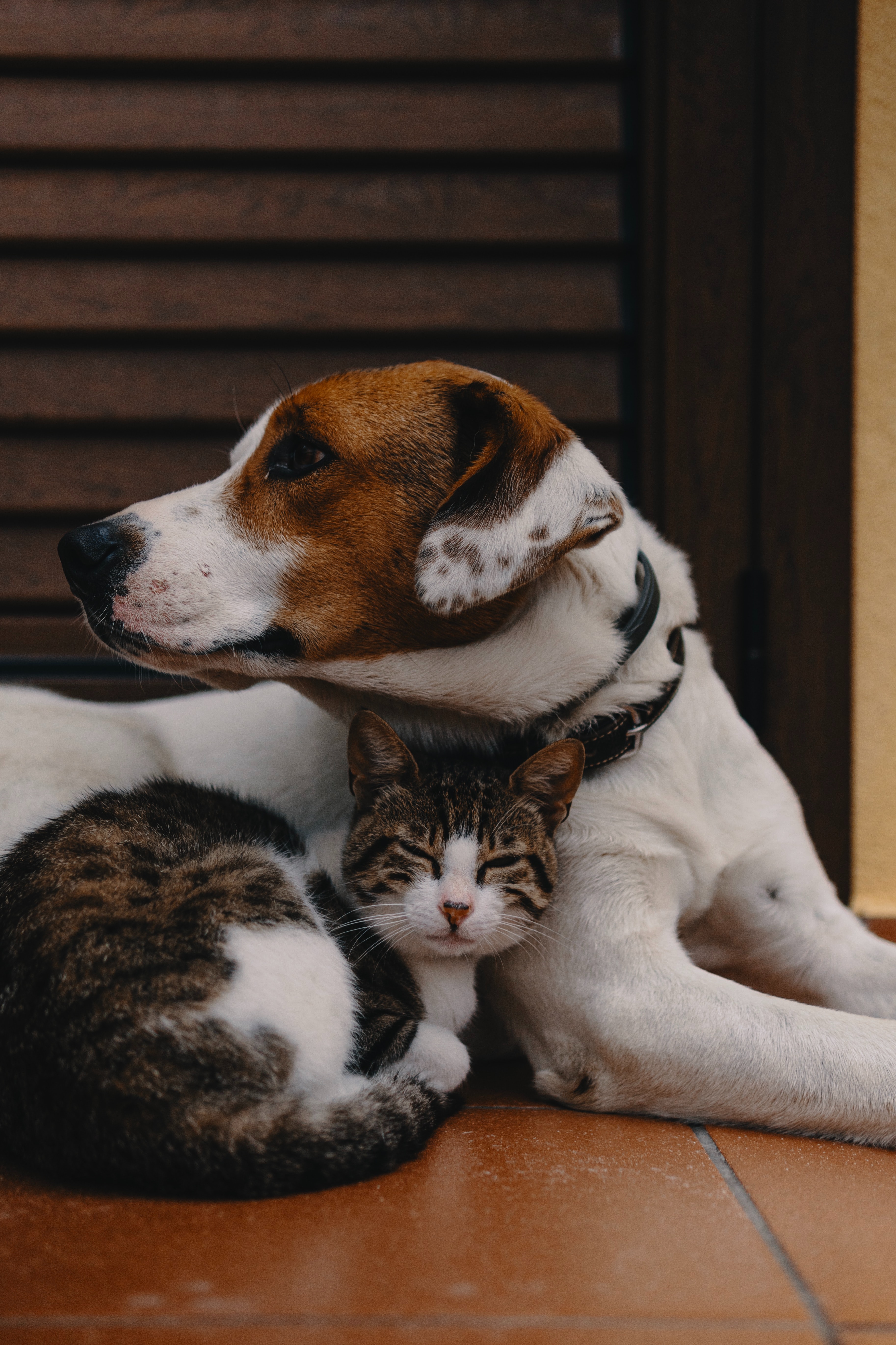 Dog and Cat Cuddling