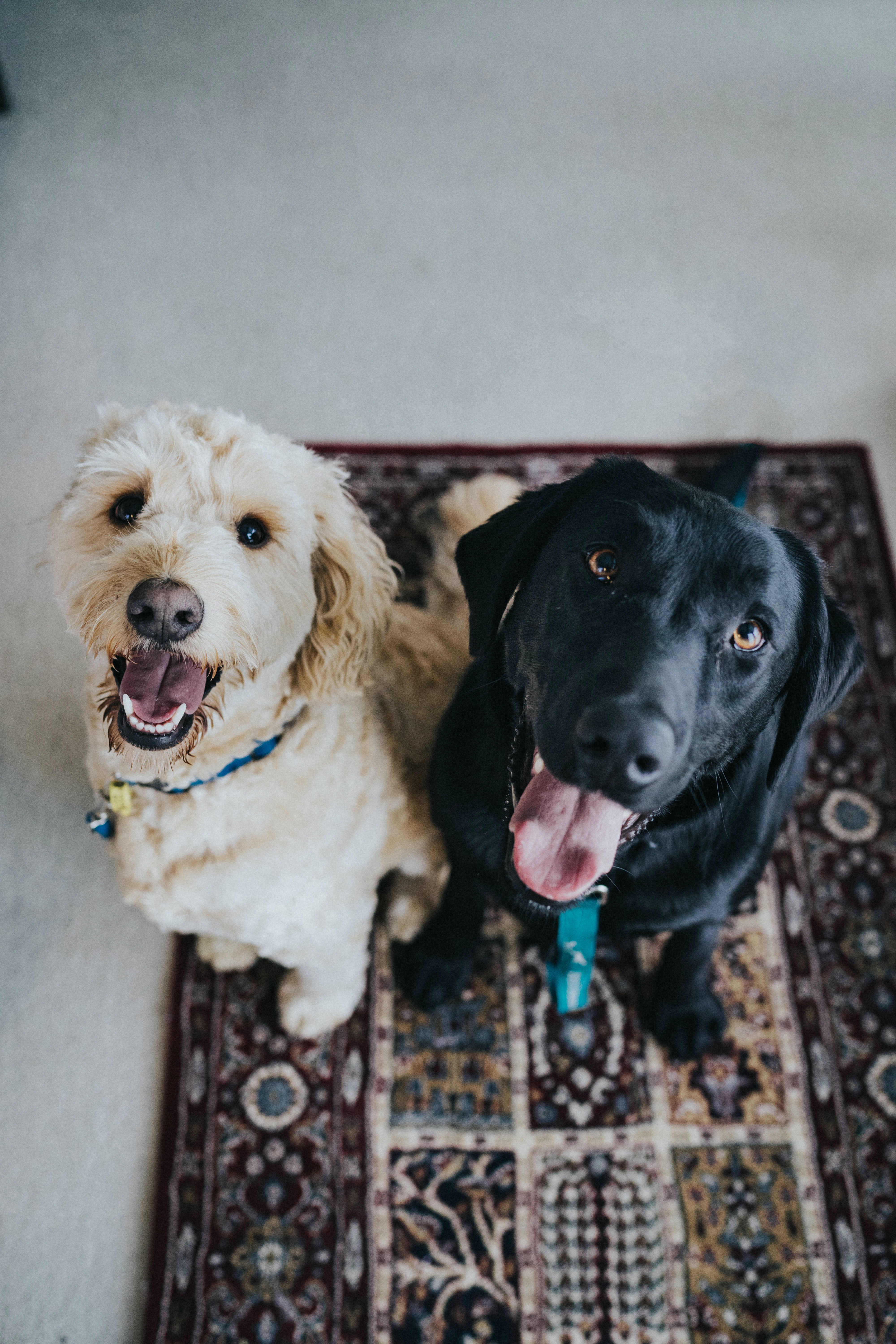 A white dog and a black dog looking up at the camera standing on a rug.