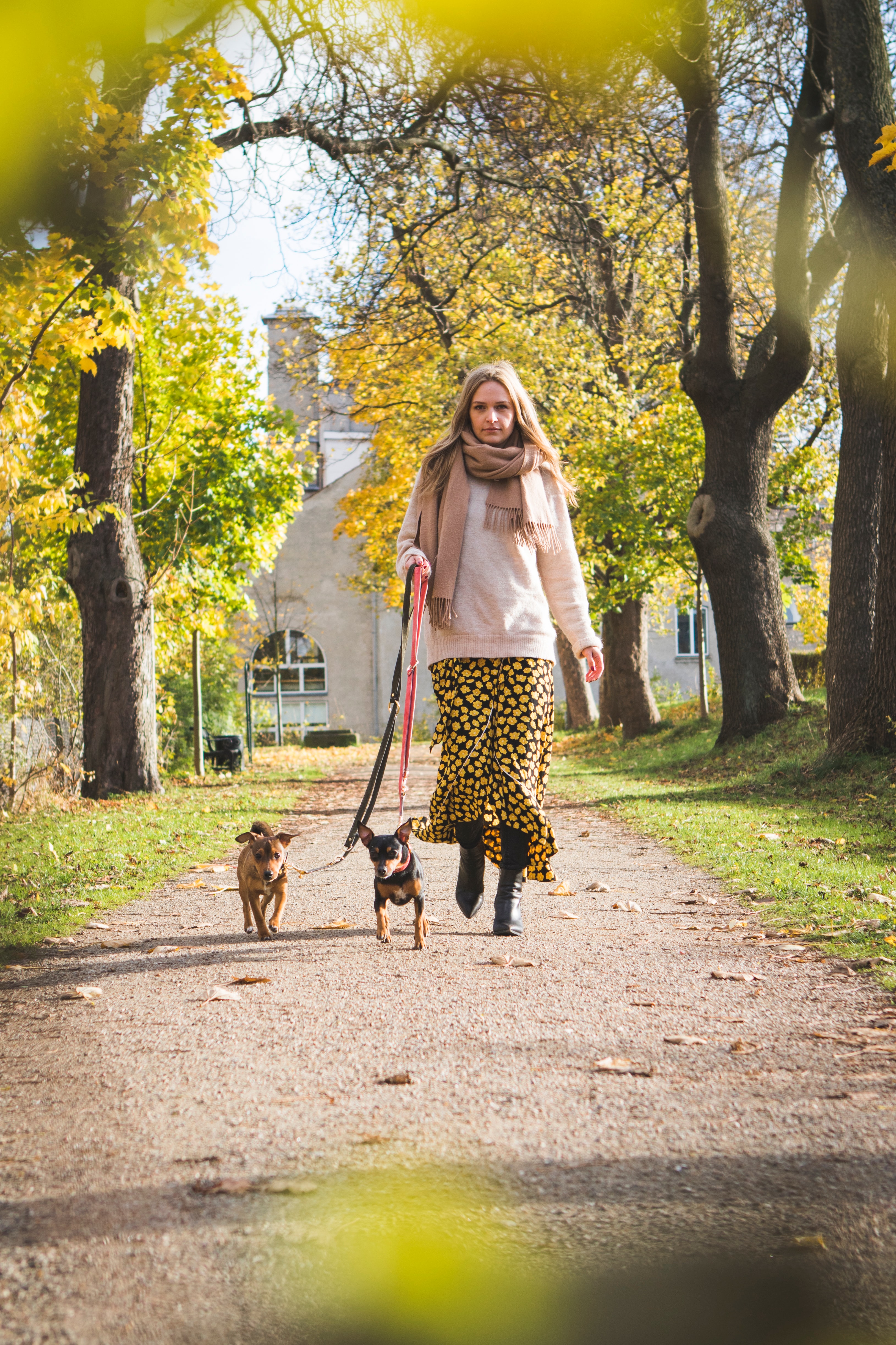 Woman walking a dog on a path on a nice fall day.
