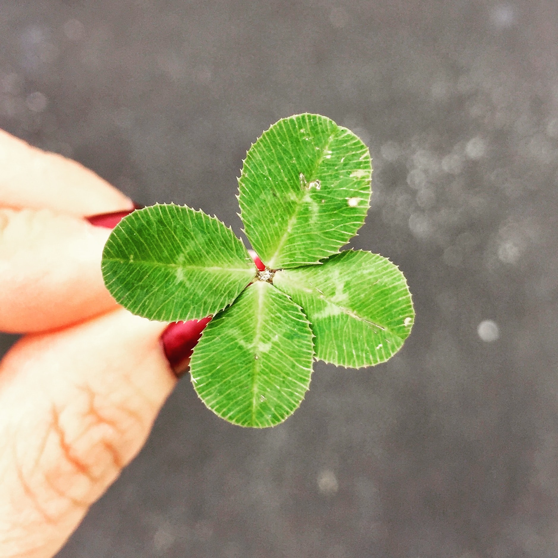 Four-leaf clover.