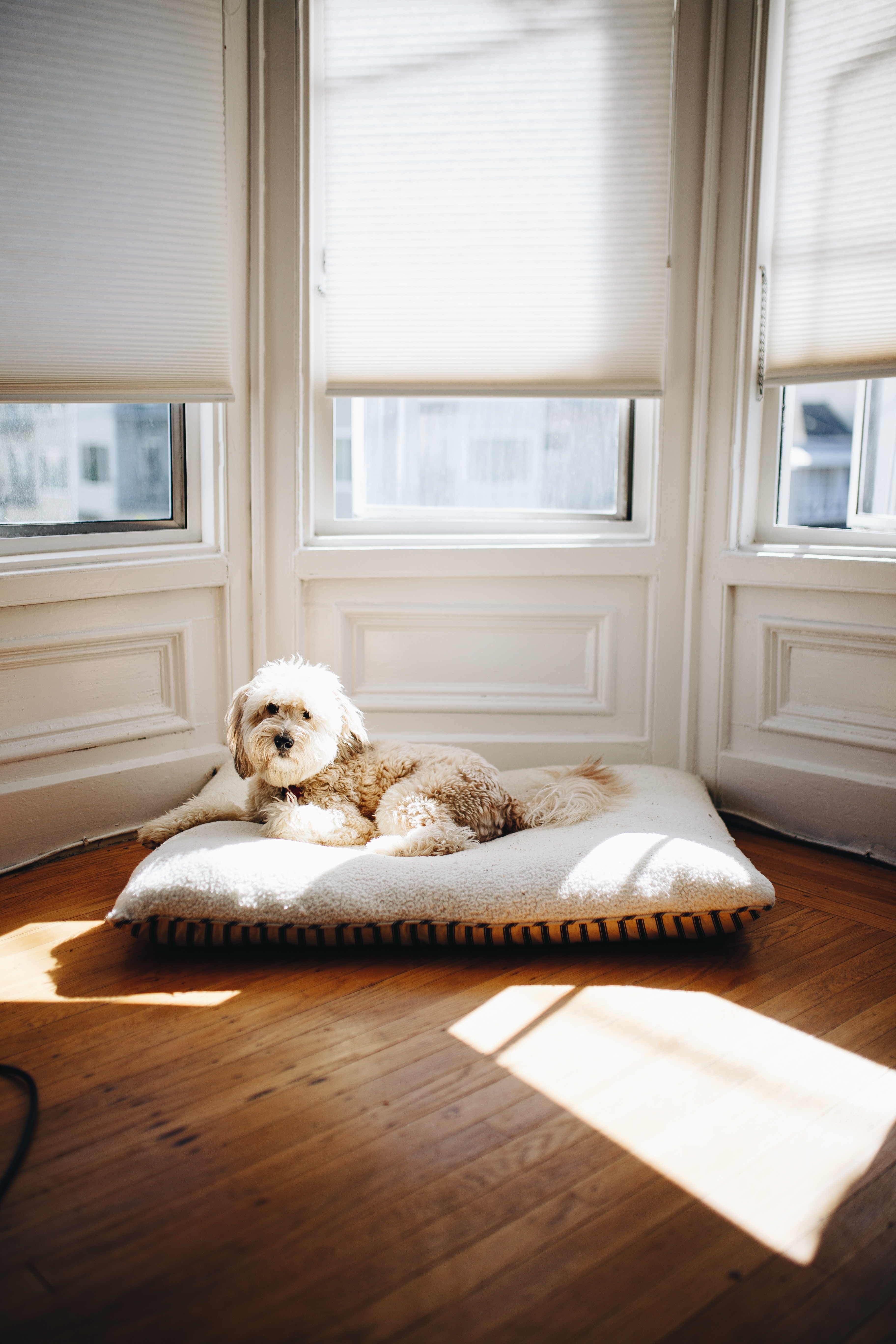 White dog sitting on a pet bed inside a home near windows.
