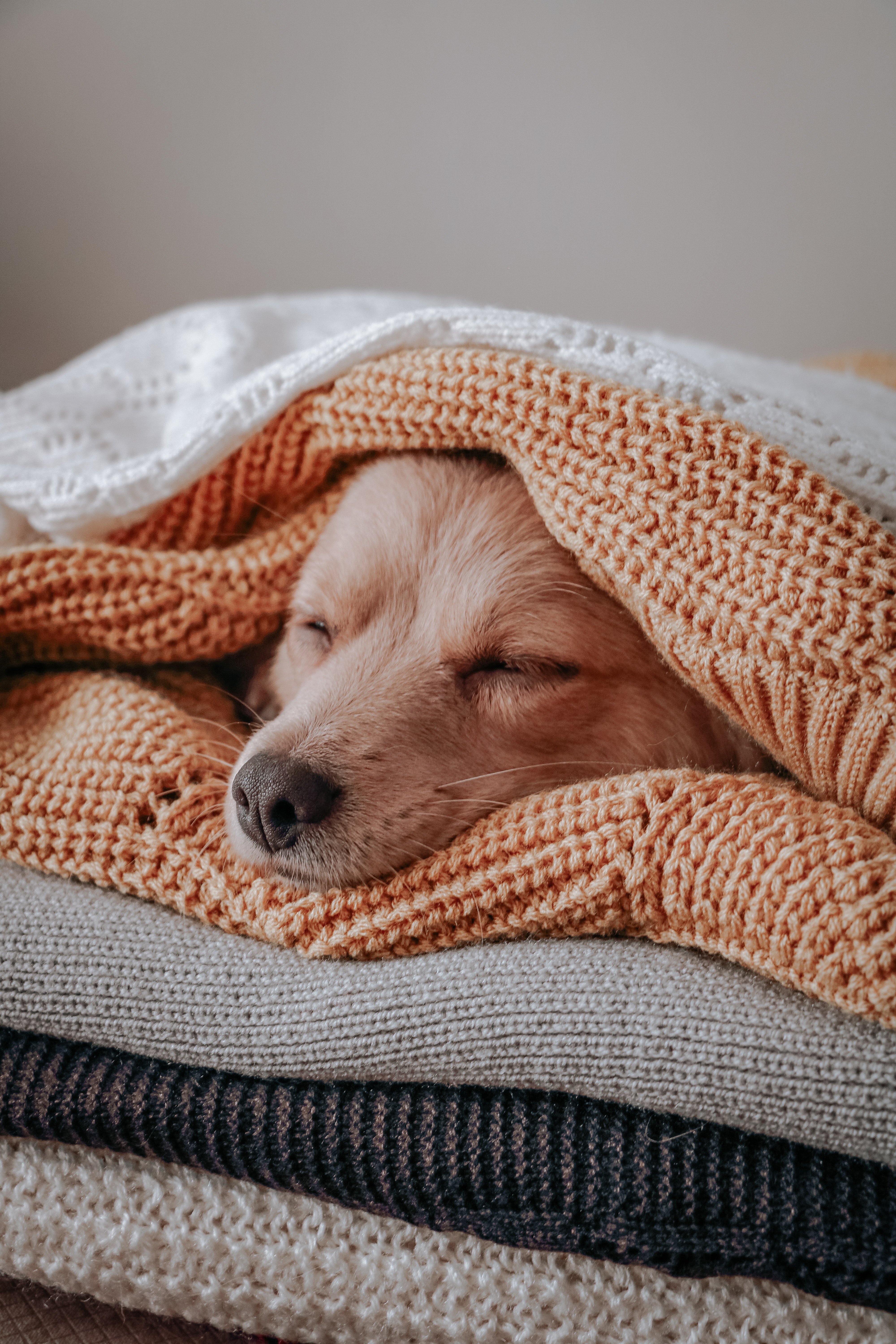 Dog with eyes closed resting in the middle of a stack of sweaters.