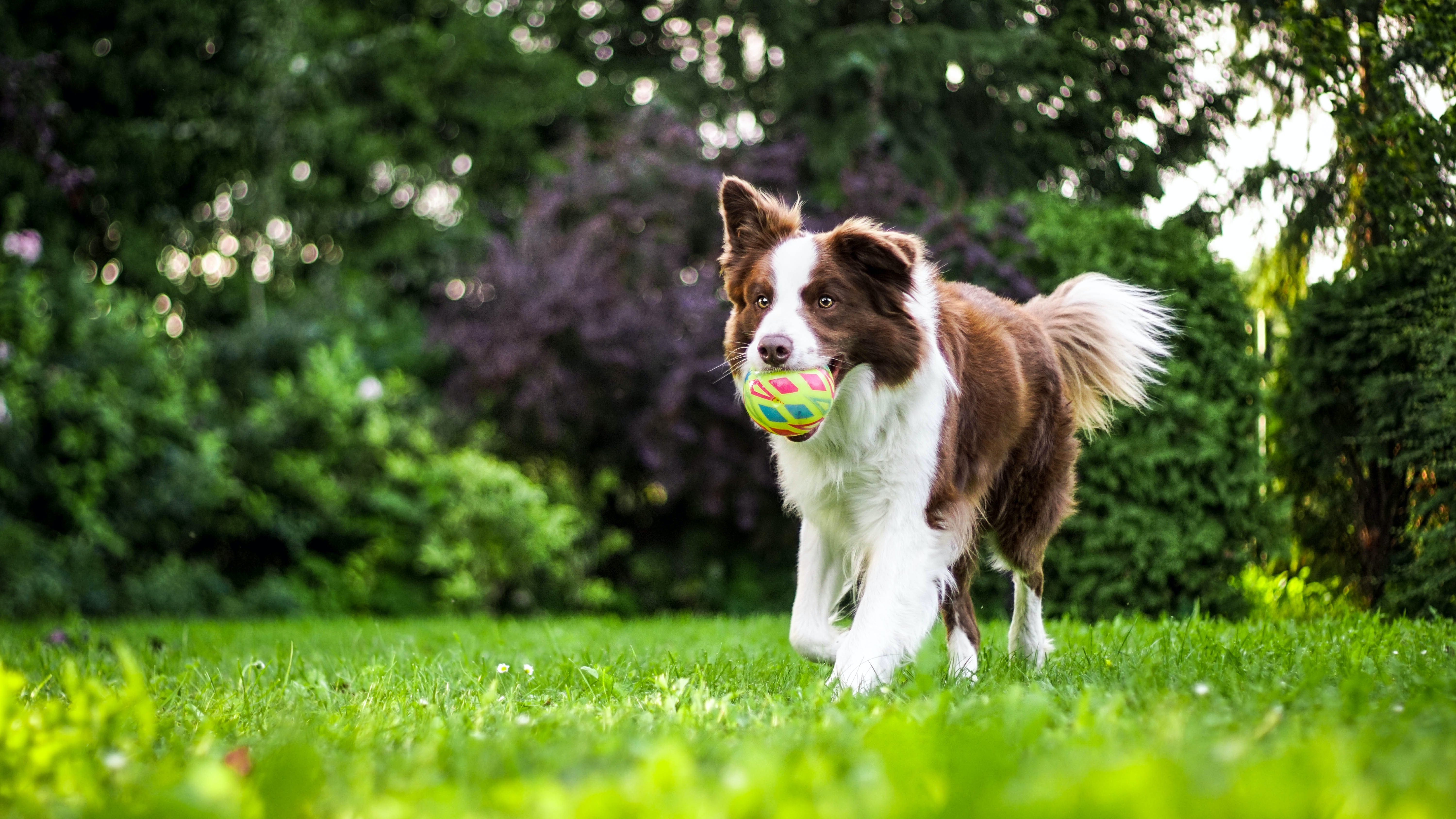 Dog running in the grass with a ball in its mouth.