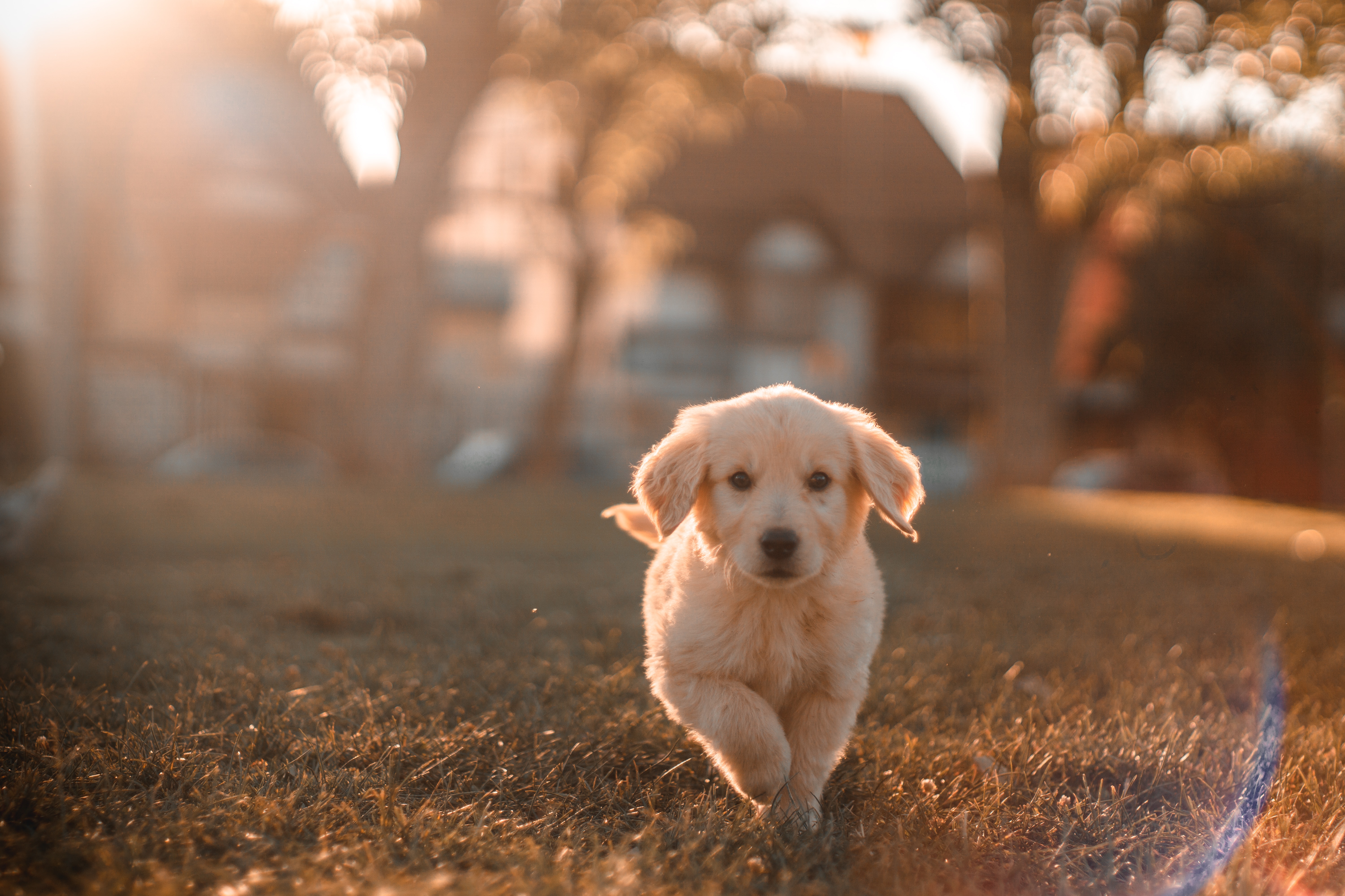 Small puppy running toward the camera out in the backyard.