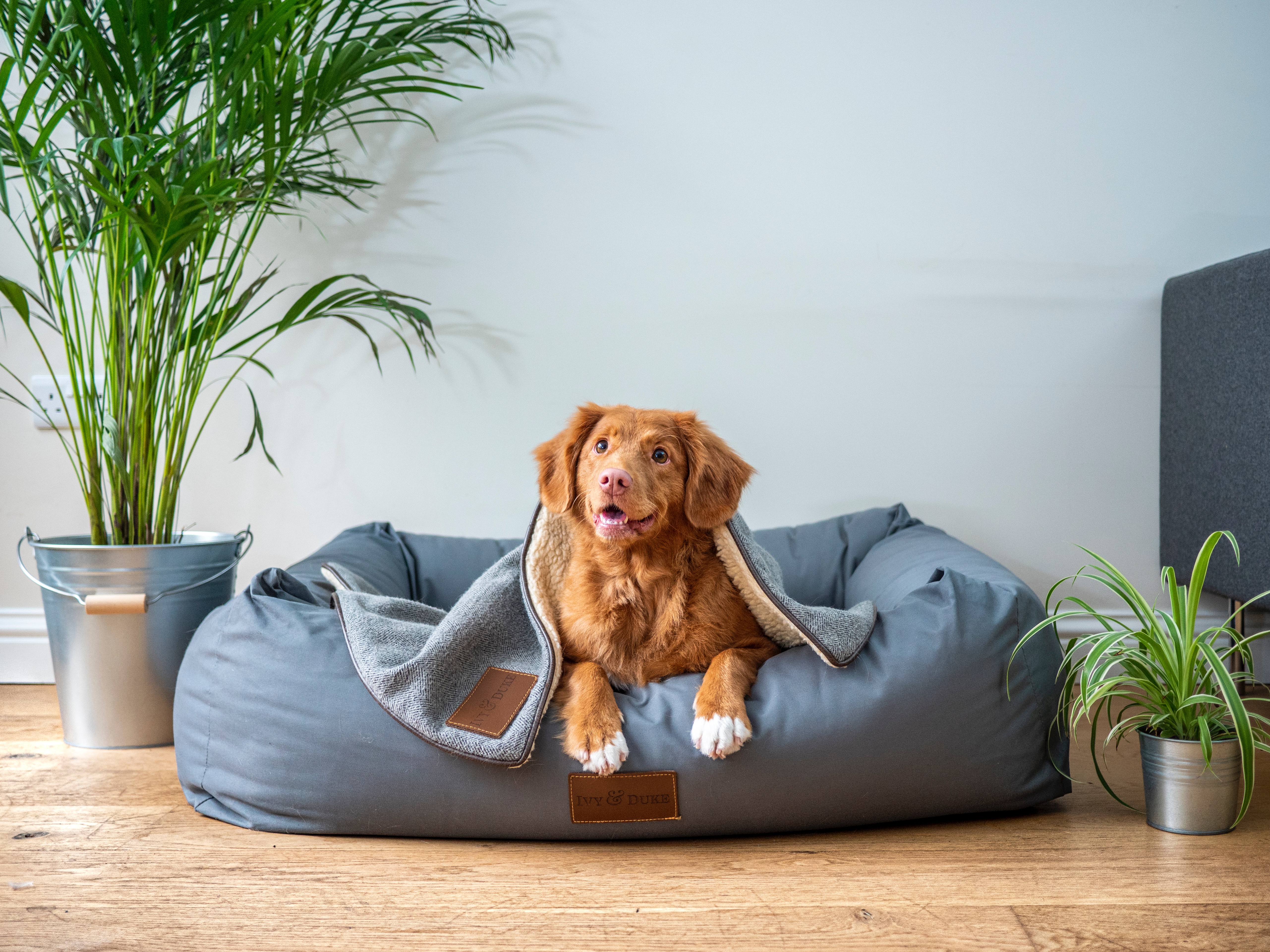 Cute dog sitting on its doggie bed in the living room.