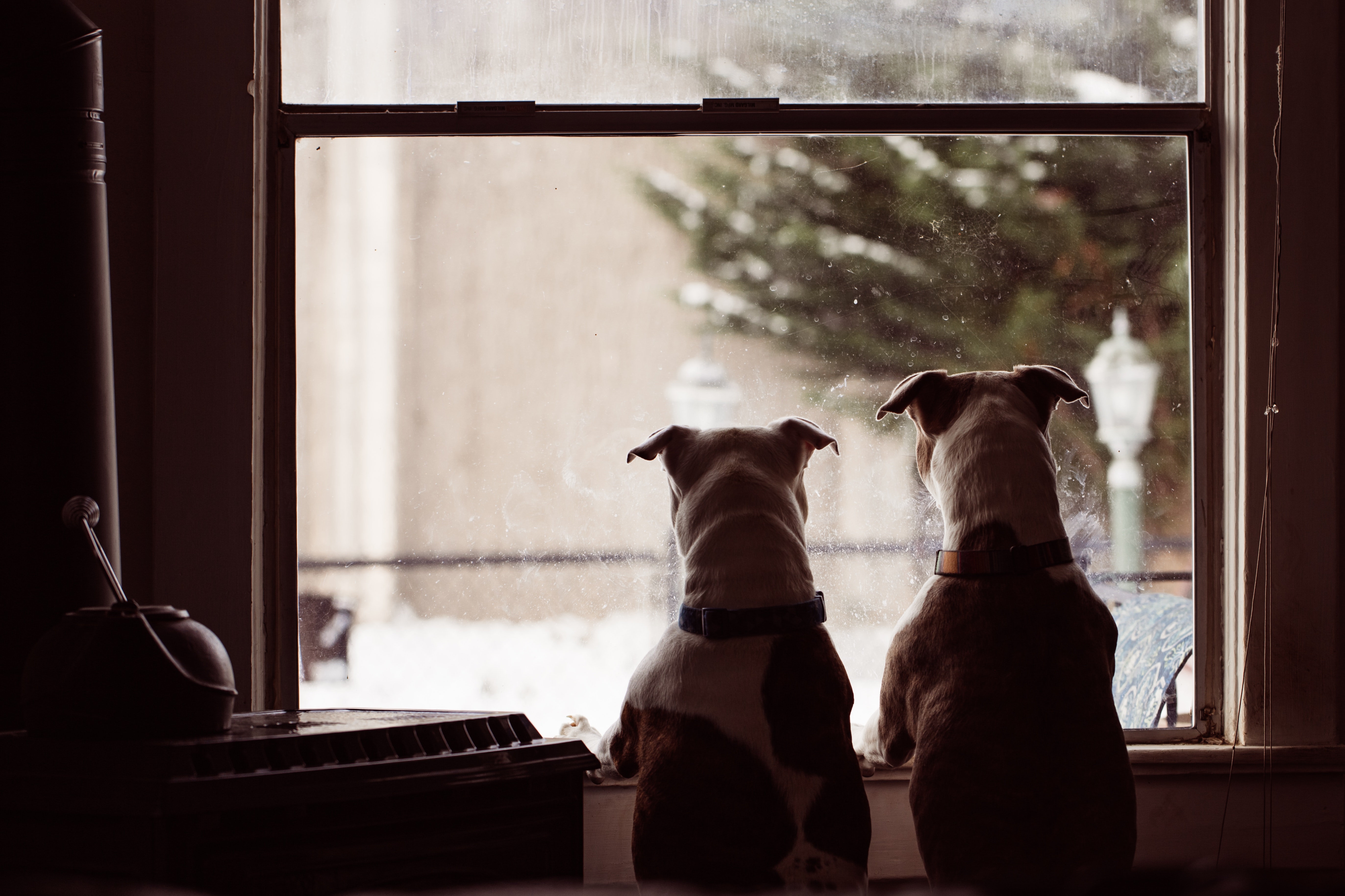 Two dogs looking out the window of a house.
