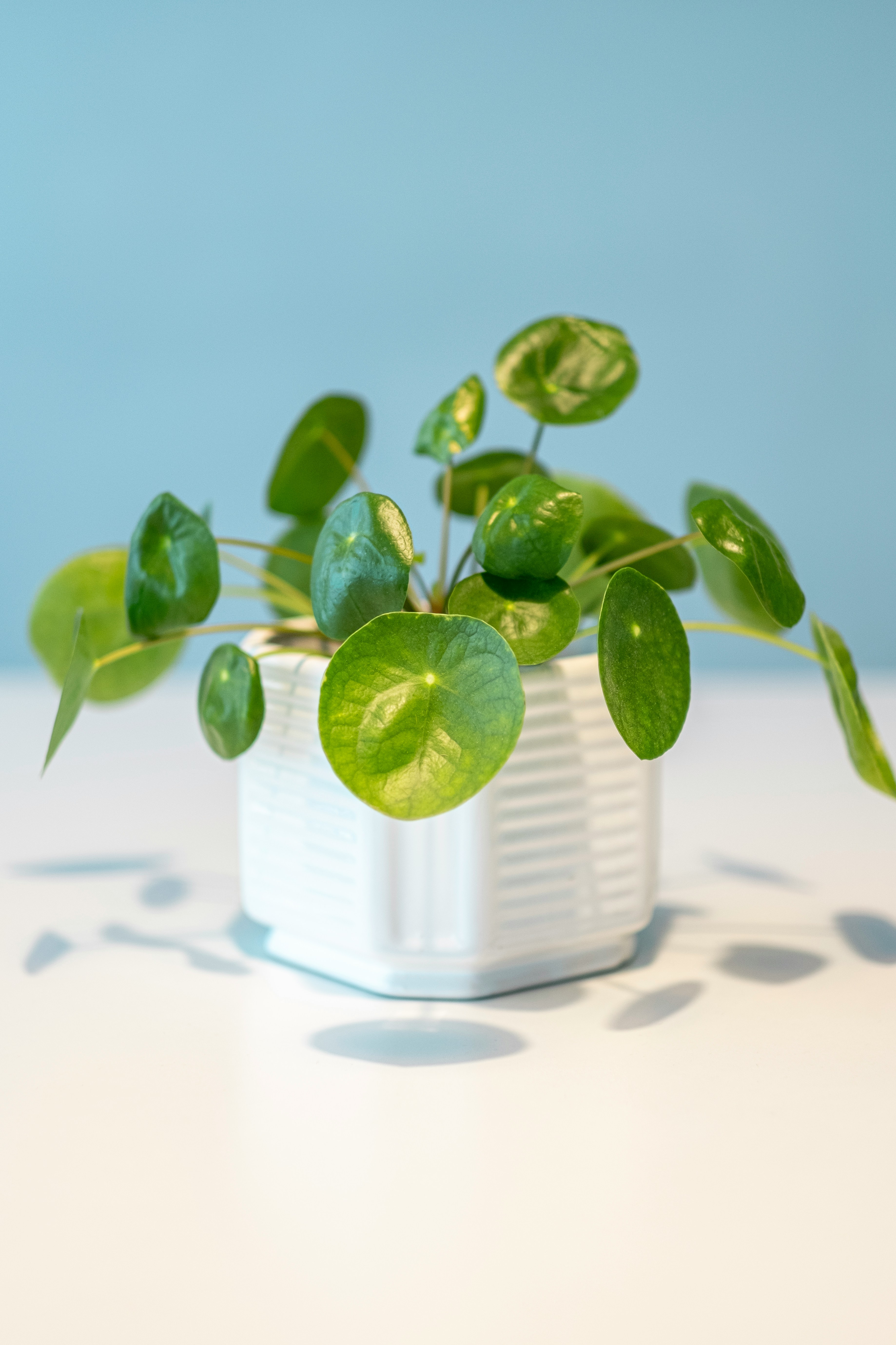 House plant