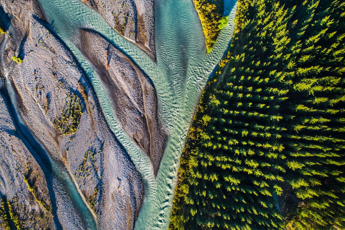 Aerial shot of a braided river with pine trees beside