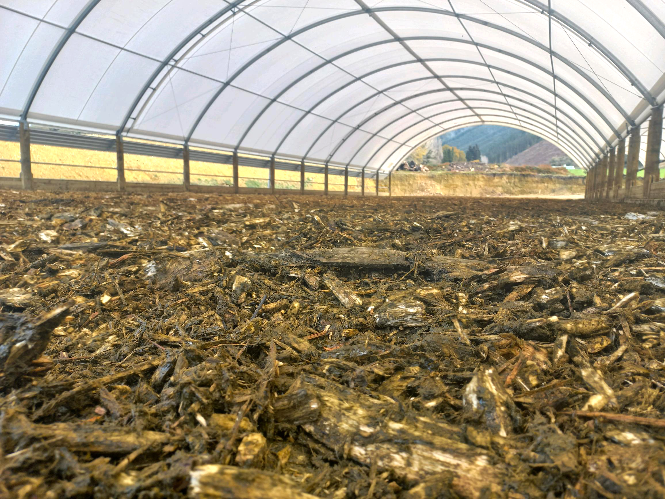 Dairy farmers animal bedding for their composting barn