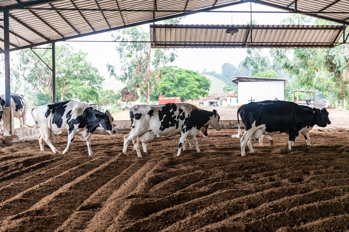 An honest comparison of all animal bedding products Azwood