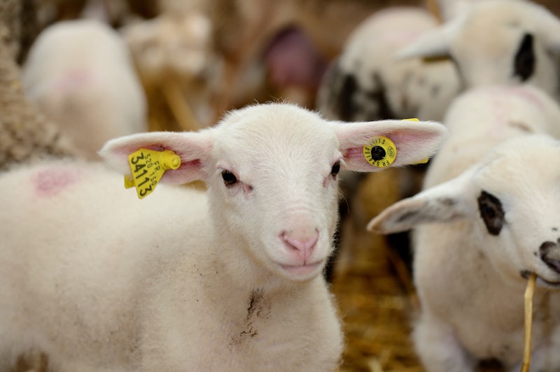 Animal bedding for lambs
