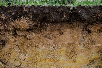 带堆肥的土壤剖面