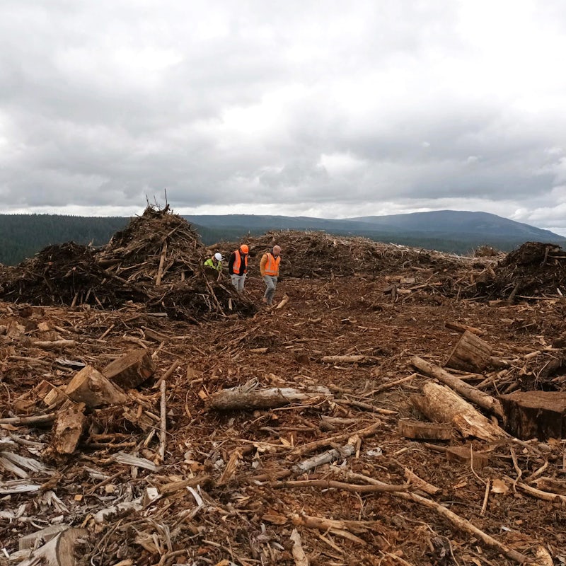 forestry residues clean up