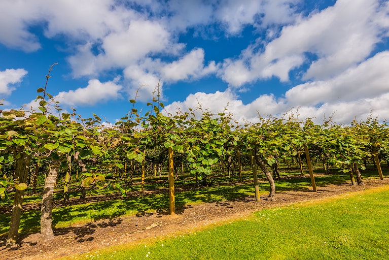 kiwifruit orchard