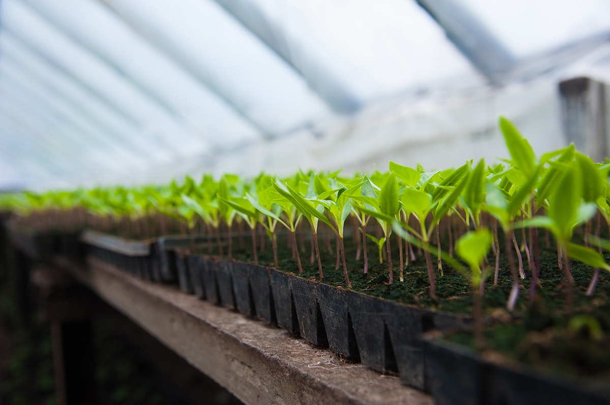 What makes a good commercial potting mix? Azwood