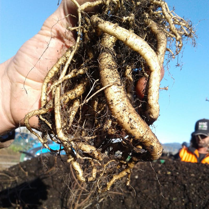 hop seedlings root growth