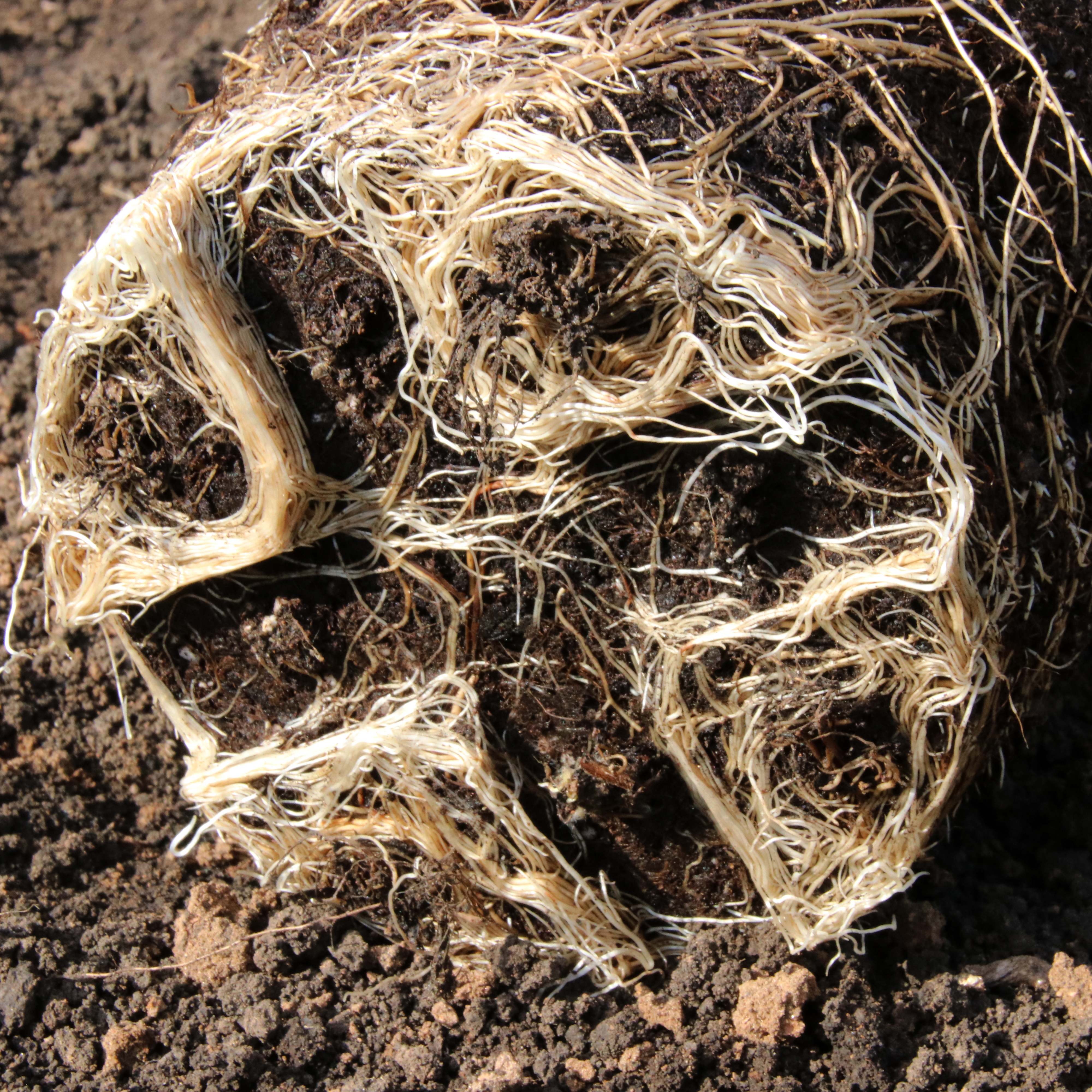 What makes a good commercial potting mix? Azwood