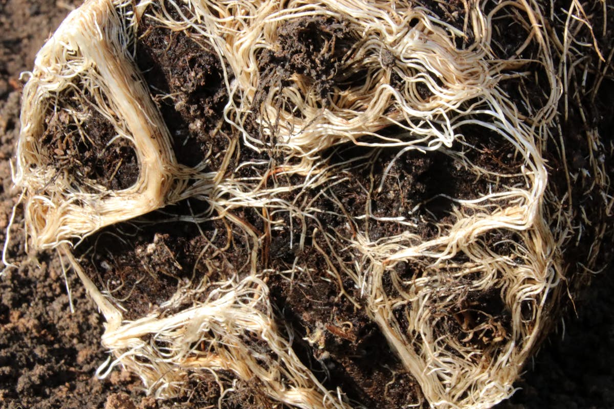 seedling root growth