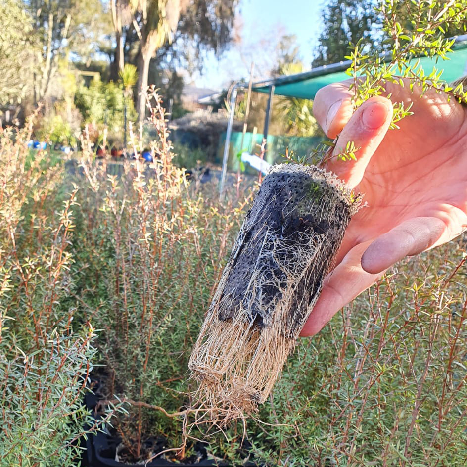 What makes a good commercial potting mix? Azwood