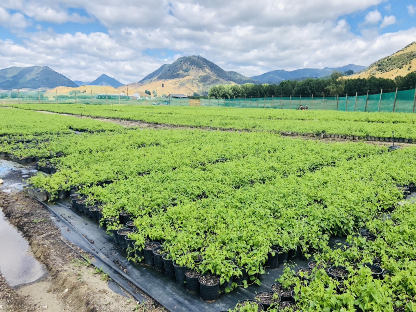 What makes a good commercial potting mix? Azwood